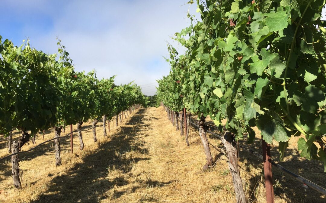 What are they growing in that vineyard over there?