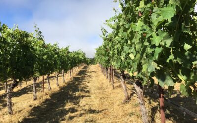 What are they growing in that vineyard over there?