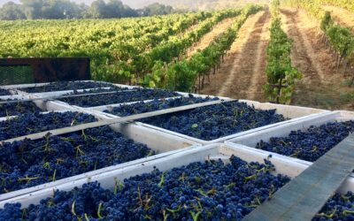 Nighttime grape harvest in Sonoma