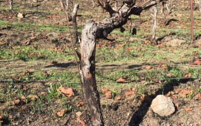 Sonoma Firestorm – Part 2 – Analysis, Recovery, Celebration