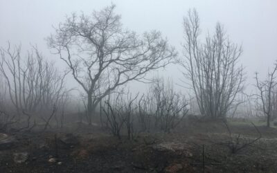 Sonoma Firestorm, Part 3, Hiking Arrowhead Mountain