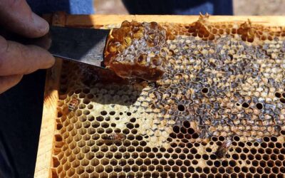 Sonoma “Bee Hive Dive” at Nick’s Ranch