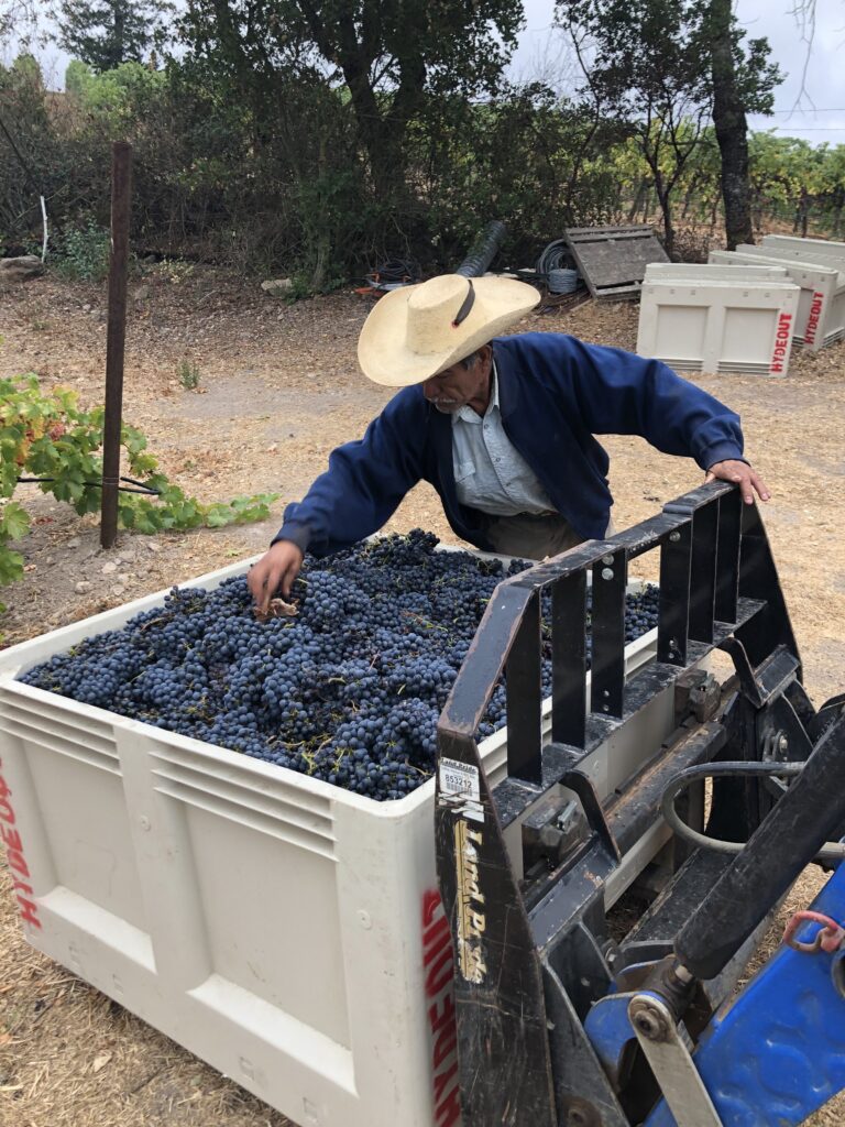 Final bin e1571792044655 - Hydeout Sonoma and Dysfunctional Family Winery grape harvest 2019 wraps up...
