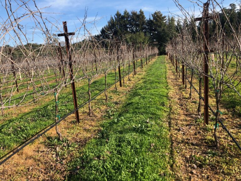 Weed slayer vineyard - Organic vs. Conventional Farming