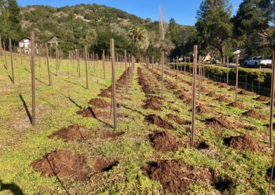 Digging vine holes - Iconic Sebastiani vineyards returning to glory...