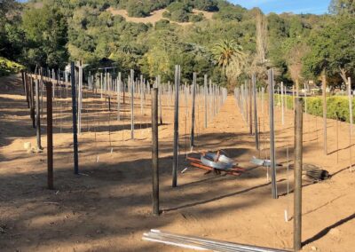End Posts and T stakes - Iconic Sebastiani vineyards returning to glory...