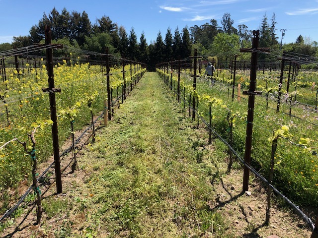Estate Sagrantino bud break - Harvest in Sonoma Valley, from Vineyard to Winery, the 2021 season