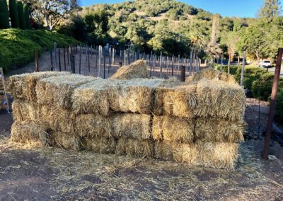 Hay bales - Iconic Sebastiani vineyards returning to glory...