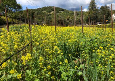Mustard full bloom - Iconic Sebastiani vineyards returning to glory...