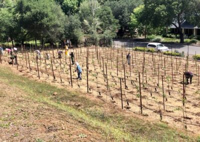 Planting almost complete - Iconic Sebastiani vineyards returning to glory...