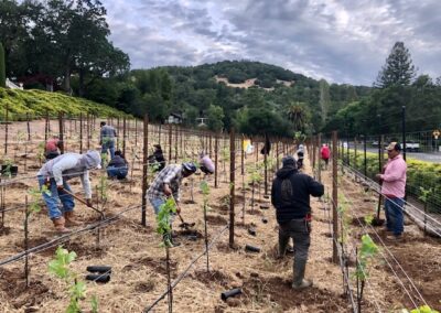 Planting underway - Iconic Sebastiani vineyards returning to glory...