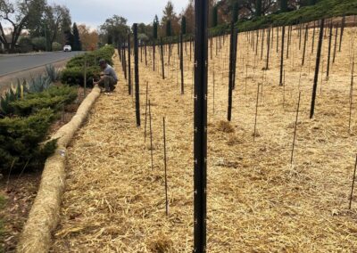 Straw spread - Iconic Sebastiani vineyards returning to glory...