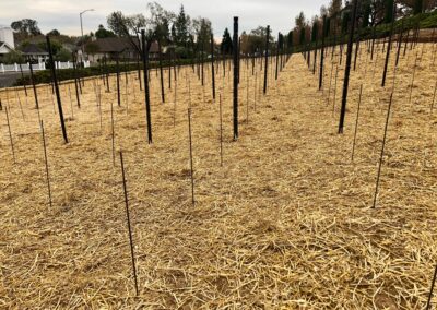 Straw spread out - Iconic Sebastiani vineyards returning to glory...