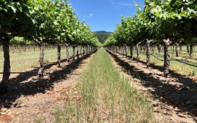 Iconic Sebastiani vineyards returning to glory…