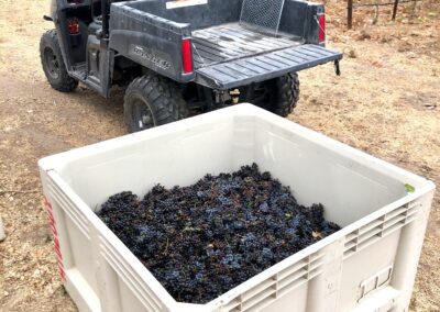 Cab Franc - The smoky grape harvest of Sonoma 2020