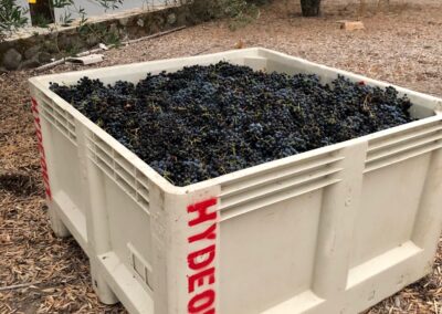 First fruit 2020 1 - The smoky grape harvest of Sonoma 2020