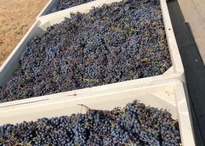 IMG 1365 rotated 1 - The smoky grape harvest of Sonoma 2020