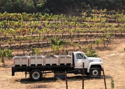 IMG 1366 - The smoky grape harvest of Sonoma 2020