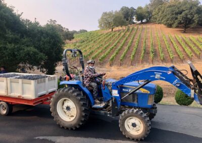 IMG 1372 - The smoky grape harvest of Sonoma 2020