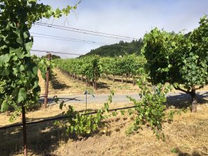 Clone vs. Rootstock vine appearance June 2017 Bennet Valley Sonoma - What are they growing in that vineyard over there?