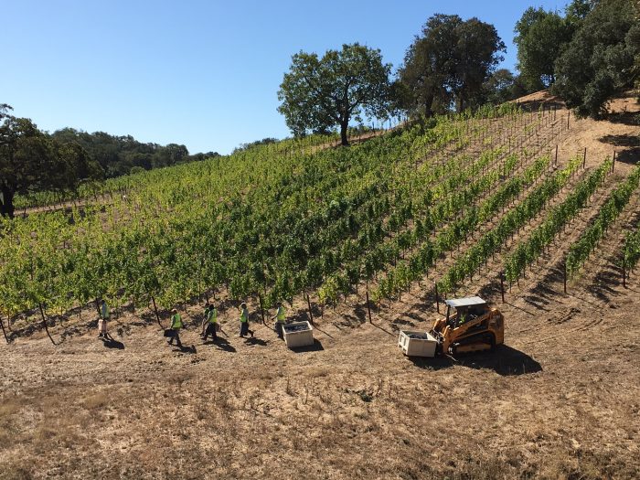 Harvest 2017 7 - Sonoma grape harvest 2017, a brief video and pictorial essay...