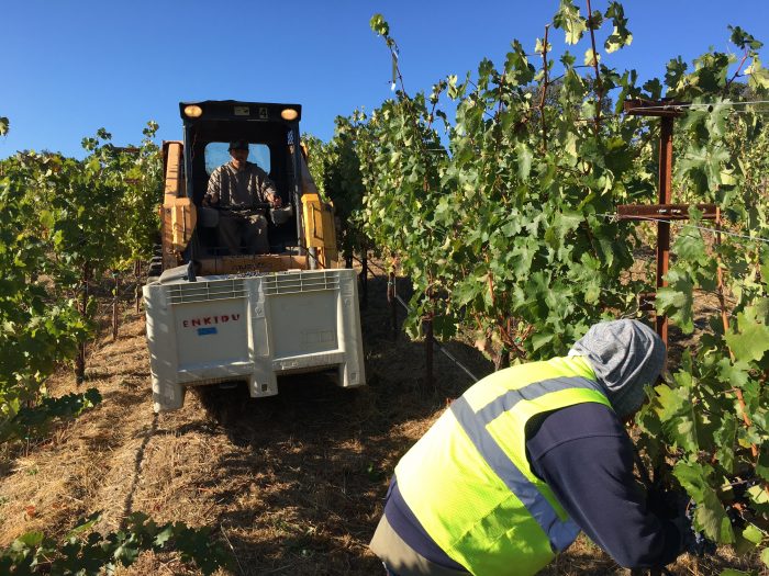Harvest 2017 9 - Sonoma grape harvest 2017, a brief video and pictorial essay...