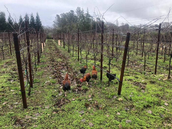 Chickens in the vineyard