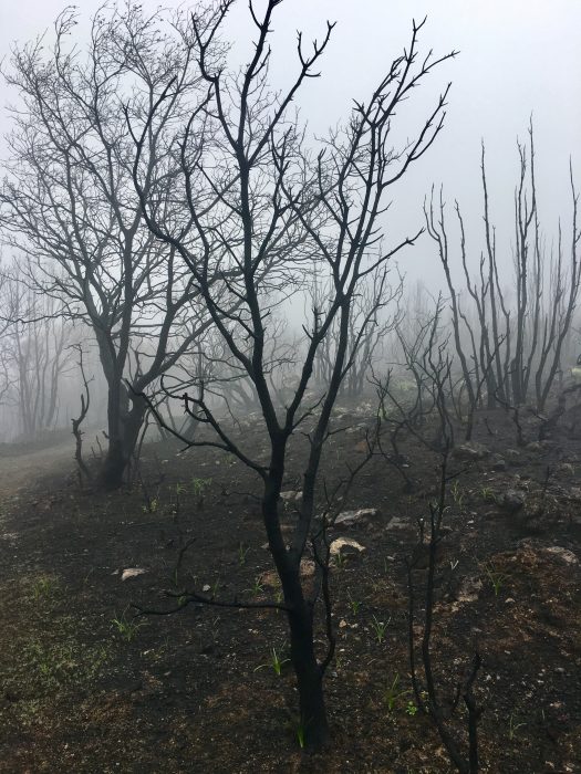 IMG E6220 - Sonoma Firestorm, Part 3, Hiking Arrowhead Mountain