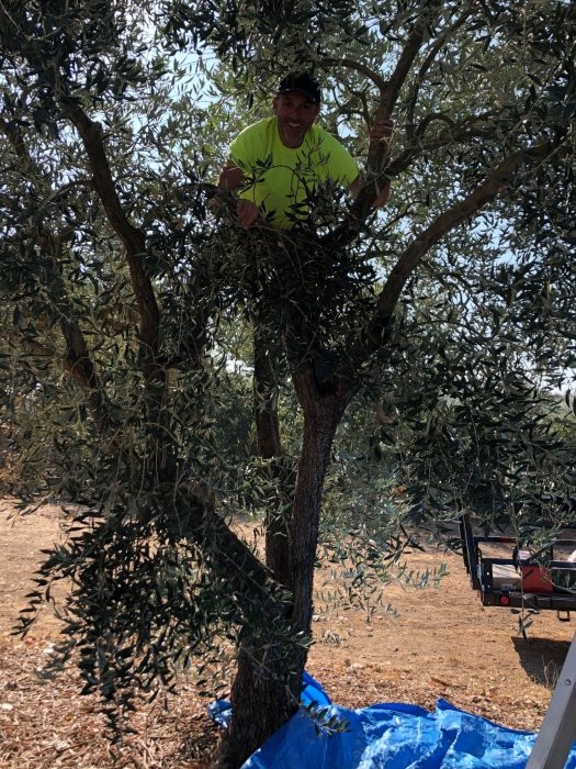 Ken in olive tree
