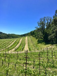 Kivelstadt cover crop - Plants that attract beneficial insects and keep Sonoma vineyard healthy