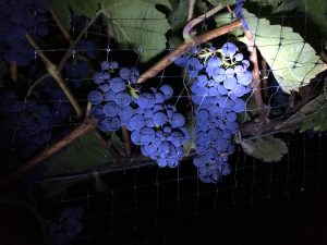 Night harvest 10 - Nighttime grape harvest in Sonoma