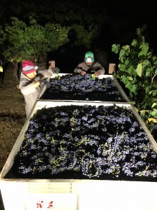 Night harvest 9 e1504211426347 - Nighttime grape harvest in Sonoma
