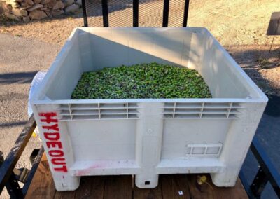 Olives raw in bin on trailer 700x525 - A year-end wine country lifestyle photo journey