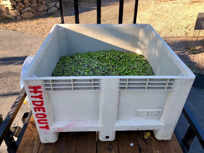 Olives raw in bin on trailer