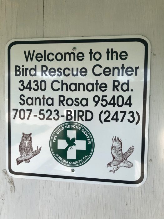 Red tail Bird Rescue Sign