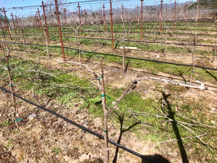 Vineyard canes and spurs tied to training wire