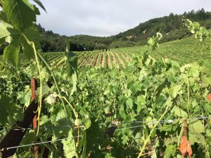 Vineyard view June 2017 Bennet Valley Sonoma - What are they growing in that vineyard over there?