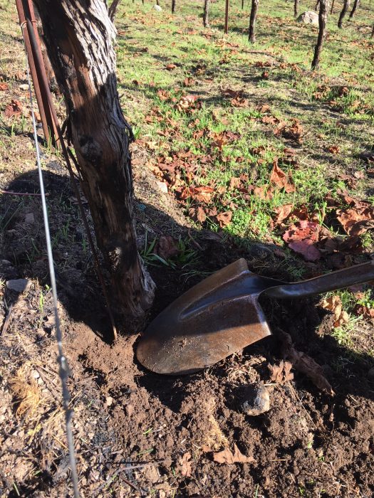 digging vine trunk 1 e1510869578641 - Sonoma Firestorm - Part 2 - Analysis, Recovery, Celebration