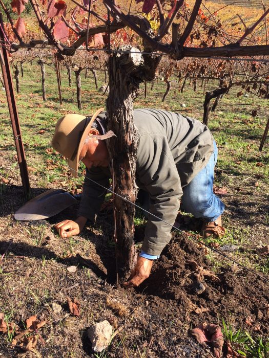 digging vine trunk 3 e1510869552278 - Sonoma Firestorm - Part 2 - Analysis, Recovery, Celebration