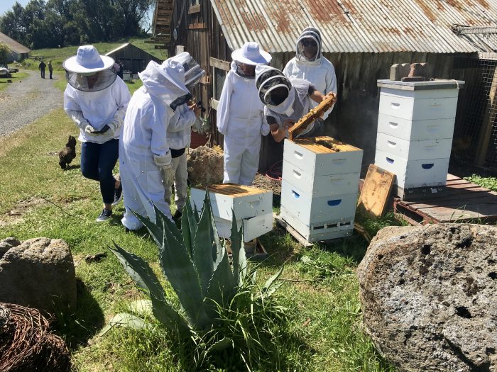fullsizeoutput 3e59 - Sonoma "Bee Hive Dive" at Nick's Ranch