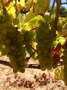 harvest 2017 viognier - Countdown begins for harvest 2017 in Sonoma