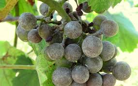 powdery mildewed grapes in August