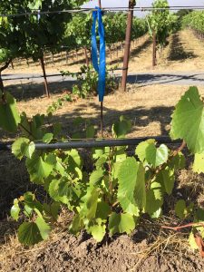 rootstock vines June 2017 Bennett Valley Sonoma e1499304617622 - What are they growing in that vineyard over there?