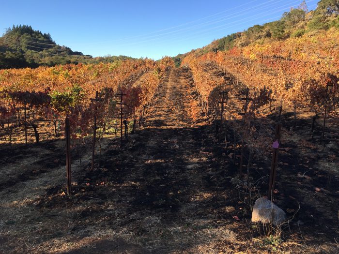 vineyard fire - Sonoma Firestorm - Part 2 - Analysis, Recovery, Celebration