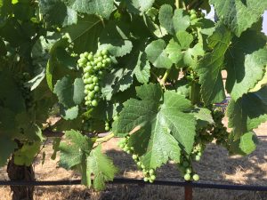wine grape leaf - What are they growing in that vineyard over there?
