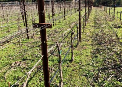 pruning after 2021 - Fun topics from Sonoma's Dysfunctional Family Winery