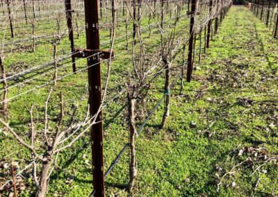pruning before 2021 - Fun topics from Sonoma's Dysfunctional Family Winery