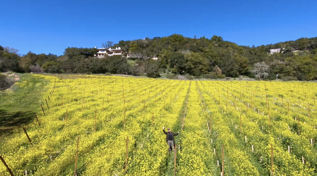 Frog Creek Ken cuttting the mustard 1 - Harvest in Sonoma Valley, from Vineyard to Winery, the 2021 season