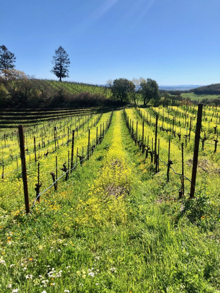 old vine Zin Sonoma Valley - Harvest in Sonoma Valley, from Vineyard to Winery, the 2021 season