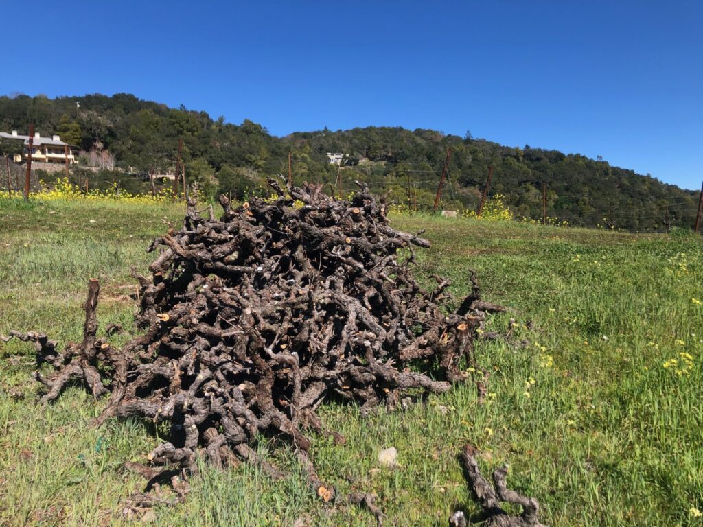 pile of vine cuttings - Harvest in Sonoma Valley, from Vineyard to Winery, the 2021 season